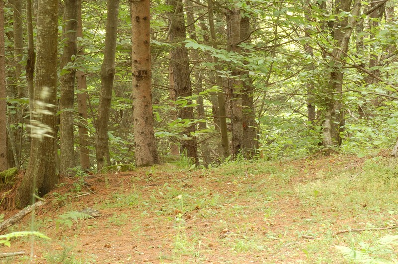 Passeggiata in pineta mista.